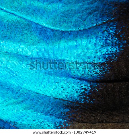 A bright blue opalescent fragment of a wing of the blue morpho butterfly, Morpho peleides. Cells, veins and scales of a butterfly wing are perfectly seen on the high magnification picture. Big image.