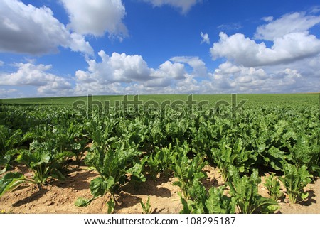sugar beet fields in the summer sun Royalty-Free Stock Photo #108295187