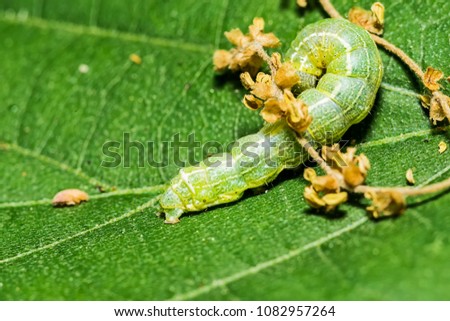 The big green caterpillar on a leaf 