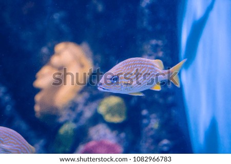 small blue and orange fish swimming in a huge fish tank with corals in the famous Veracruz aquarium