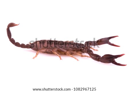 Scorpion in combat position, photographed on white background shallow depth of field.
