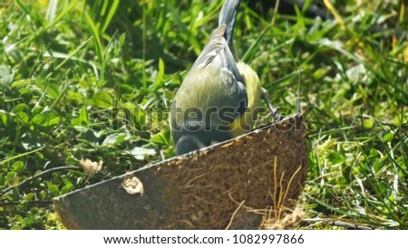Great tit feeding from the ground 
