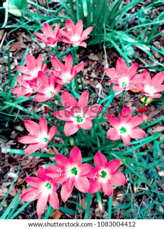 Zephyranthes Lily, Rain Lily, Fairy Lily, Little Witches.Pink zephyranthes carinata on a nature background in Thailand.



