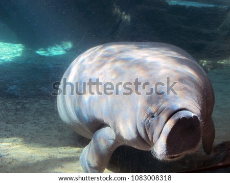 Manatee bumping his nose with aquarium tank to say Hi to visitors, Sarasota, Florida