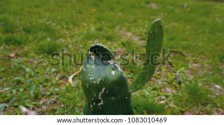 A photo of a real waving cactus in grass