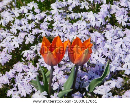 Orange Tulips Blooming in the Bright Sunny Early Spring Garden among Light Blue Blooming Phlox Flowers