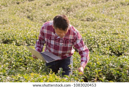 Business man farmer holding notebook and phone standing in tea plantation.man in red plaid shirt and jeans looking green tea tree 