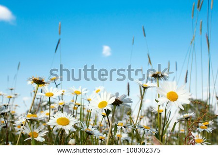 close up of white marguerite flowers in meadow