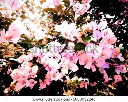 Abstract of Bougainvillea