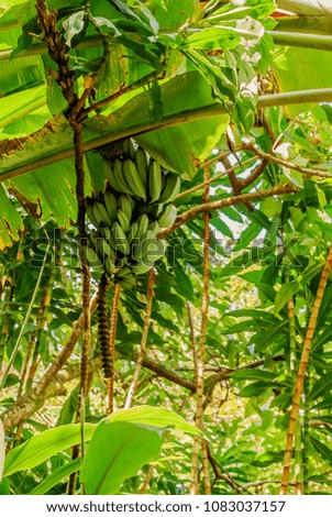 Wild Bananas Grow In The Lush Rainforest Along The Hana Highway On The Island Of Maui