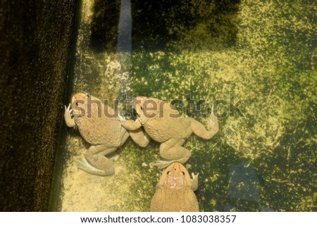 pic show healthy frogs culture in concrete pond at aquaculture farm Thailand