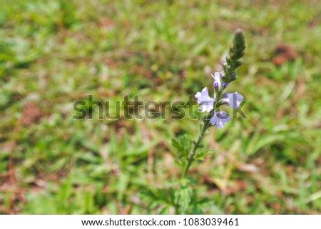a little purple wild flower is standing in the sunlight on green field background. Nature creates this subtle thing to strong and very beautiful.