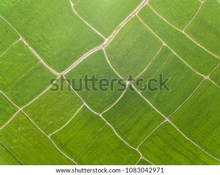 Aerial photography bird-eye view of green rice of rural background