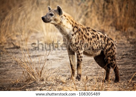 Spotted hyena in luangwa national park zambia
