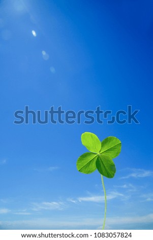A four-leaf clover standing with background the blue sky.