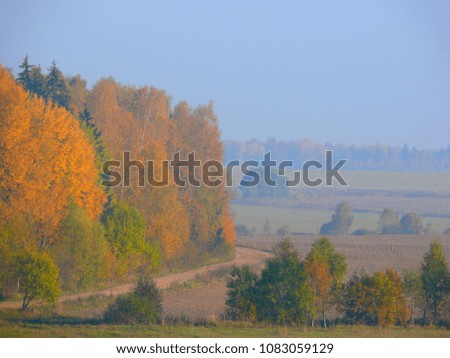 Trees with yellow foliage growing in the autumn wood.