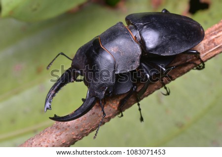 macro image of mating stag beetle 