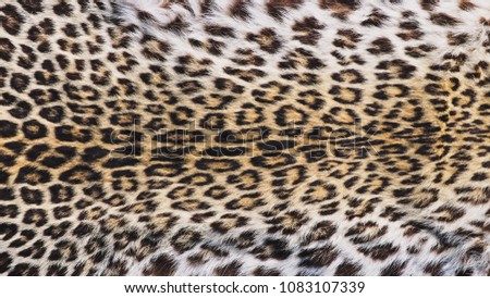 Close-Up Shot of Real Leopard Panther (Panthera Pardus Linnaeus ) Skin / Pelt.