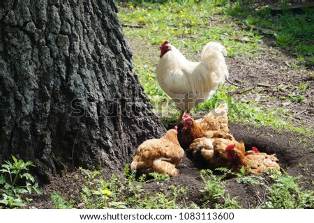  chicken in the village                              