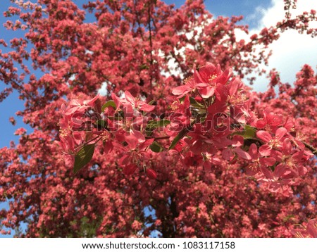 Sakura blossom, Cherry Blossom or Sakura flower on nature. Blossoming sakura branch. Pink flowers