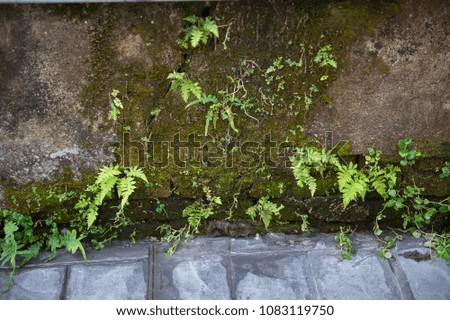 Ivy on the wall with moisture.