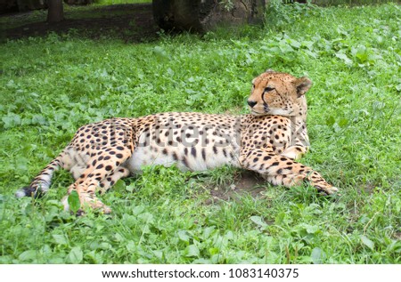Cheetah on a grass