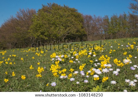 Wild flowers in the spring mountain meadow