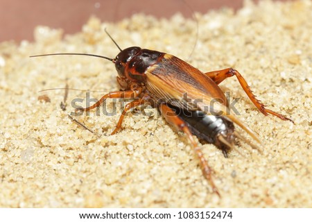 House cricket, African cricket, Mediterranean field cricket, Two-spotted cricket, Gryllus bimaculatus