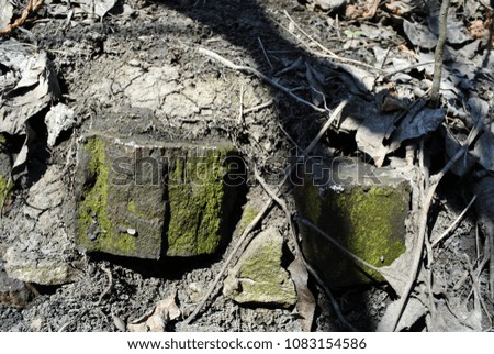 Old bricks with green moss  on dry cracked ground texture with rotten leaves, horizontal background