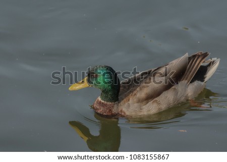 Mallard (Anas platyrhynchos) In Lake. Mallard have a glossy bottle-green head and a white collar that demarcates the head from the purple-tinged brown breast, grey-brown wings, and a pale grey belly.
