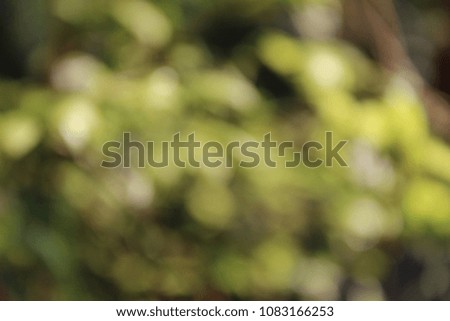 
Green shrubs with white flowers reflect the morning sun, photograph blurry