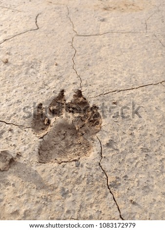 Close Up Dog Footprint On Dry Soil