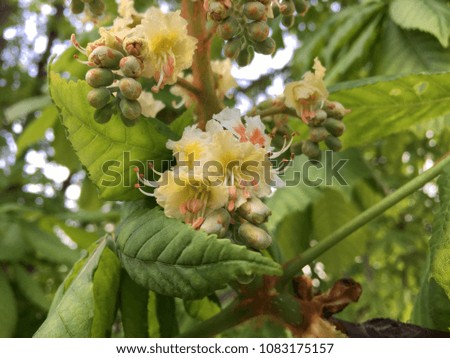 Spring blooming chestnut tree flowers 