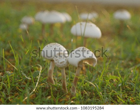 selective focus on white mushroom with green grass