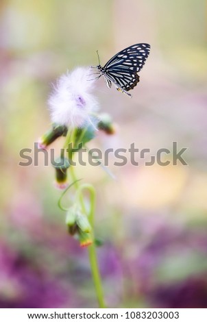 Black and white butterflies are hanging on white flowers.The background image is a natural bokeh.