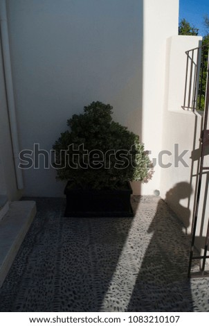 Greece, Santorini. Plant in pot in patio on the street of Thira