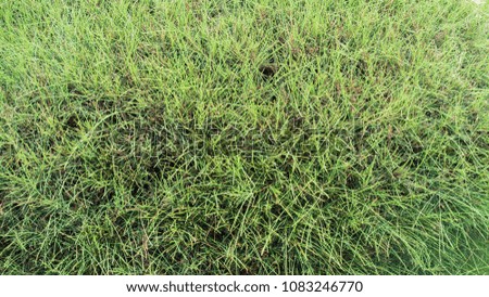 Grass green background or texture