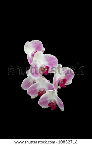 A isolated picture of a pink orchid taken in the spring