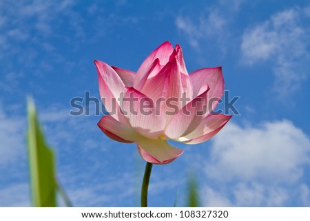 Pink lotus on blue sky background