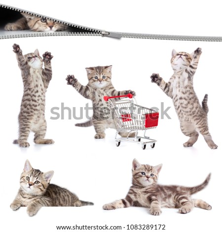 Cats set isolated