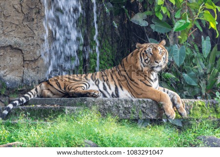 Panthera tigris background