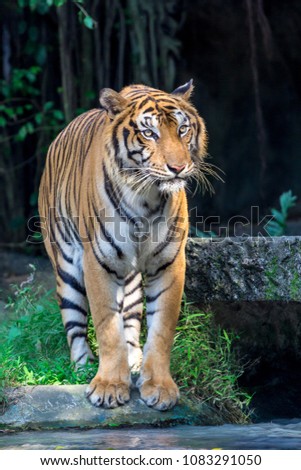 Panthera tigris background