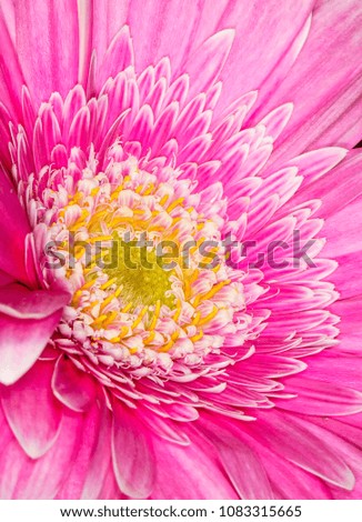 Close up look of pink petals flower with yellow center. Perfect for planting in the garden or your backyard. 