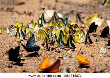 Many kinds and colors of butterflies are deriving nourishment from dissolved minerals in wet sand or dirt.  