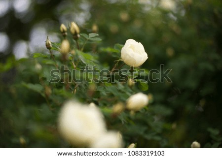 closeup of blossoming apple tree with white flowers in a garden