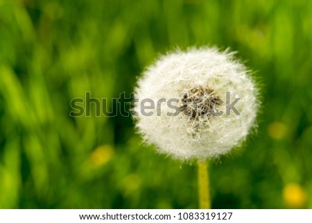 white dandelion on the green grass, nature plant