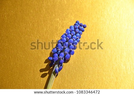 Blue Prolific Grape Hyacinth Flower Isolated Golden Background
