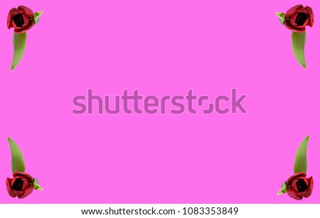 Postcard with tulips on pink background, screensaver, abstraction of flowers