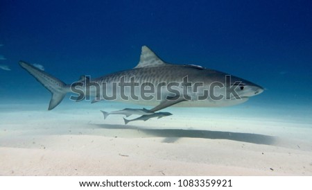 White shark swimming and looking for prey to eat in the deep blue of the oceans.