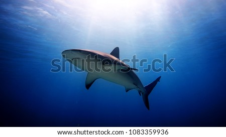 White shark swimming and looking for prey to eat in the deep blue of the oceans.